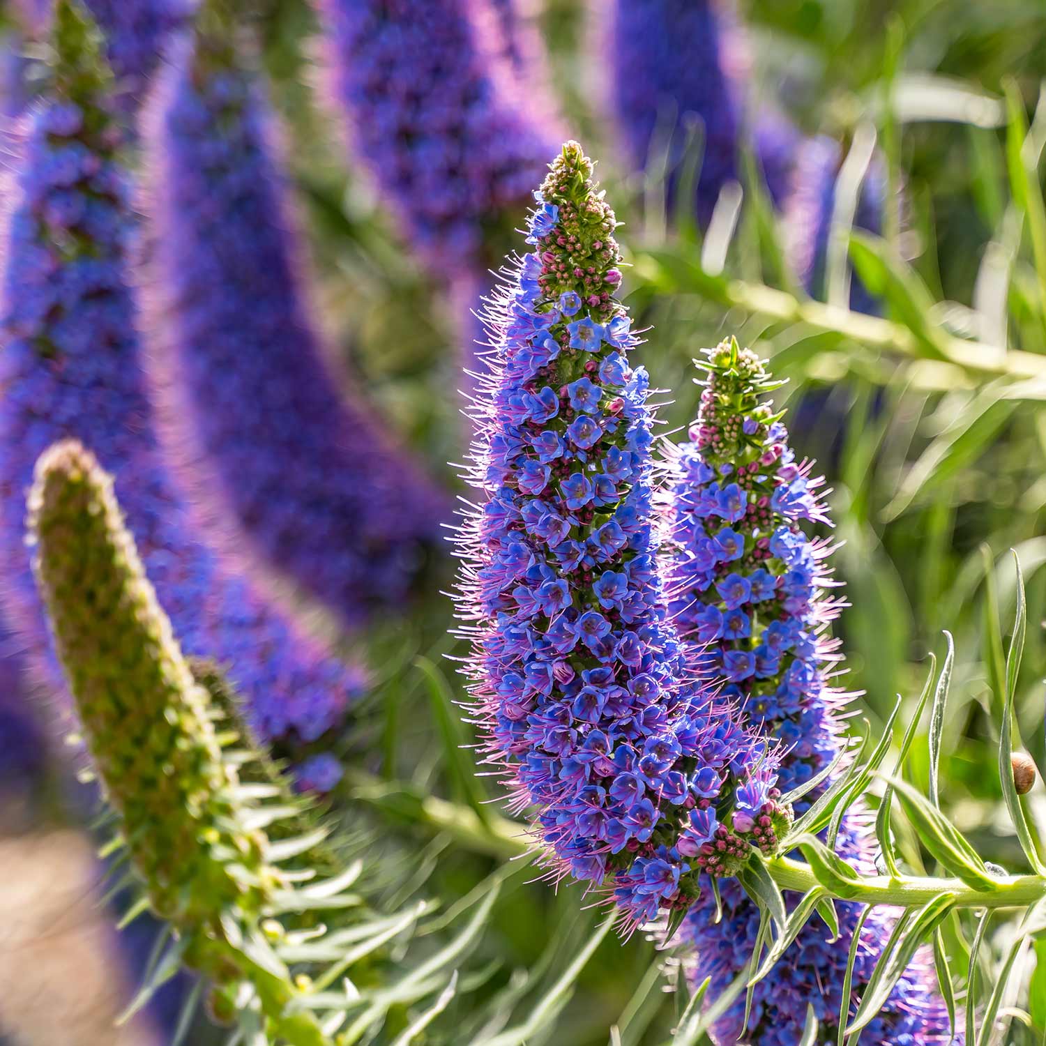 Echium- Pride of Madiera